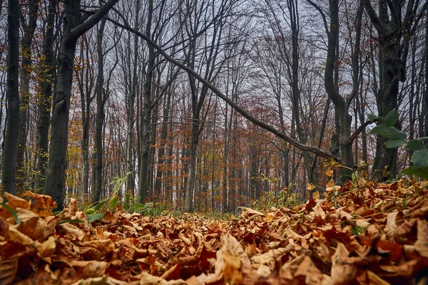 Uma Bela Vista Misteriosa Floresta Nas Montanhas Bieszczady Polônia Dia — Fotografia de Stock