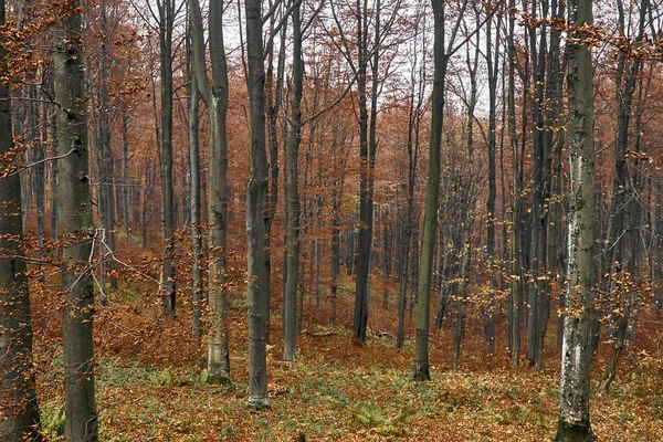 Красивый Загадочный Вид Лес Бещадах Польша Туманный Осенний День — стоковое фото