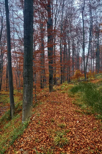 Une Belle Vue Mystérieuse Sur Forêt Dans Les Montagnes Bieszczady — Photo