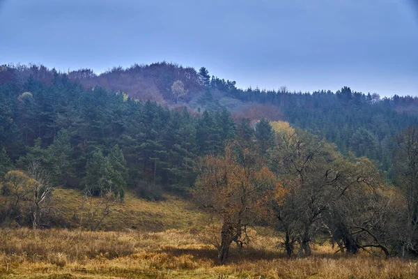 Piękny Widok Tajemniczego Lasu Bieszczadach Polska Mglisty Jesienny Dzień — Zdjęcie stockowe