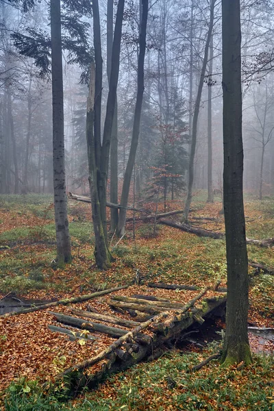 Uma Bela Vista Misteriosa Floresta Nas Montanhas Bieszczady Polônia Dia — Fotografia de Stock