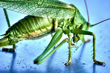 Üzerinde bir böcek Tettigonia viridissima - çekirge - büyük yeşil bush-kriket, makro closeup türüdür büyük katydid veya bush-kriket, Aile Tettigoniidae, Alt familya Tettigoniinae.