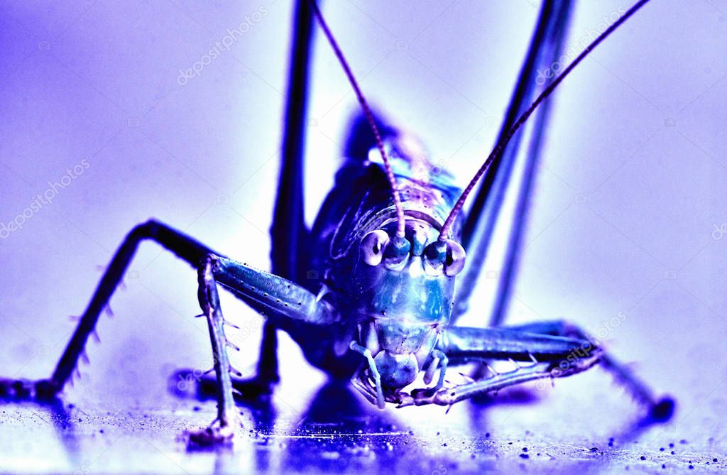 Macro closeup on an insect Tettigonia viridissima - grasshopper - the great green bush-cricket, is a large species of katydid or bush-cricket, family Tettigoniidae, subfamily Tettigoniinae.
