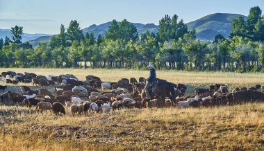 Göçebe Kazak bozkır Sibiny göller Ust-Kamenogorsk şehir yolu boyunca koyun otlatma Binicilik çobanımız (Ru: Sibinskiye Ozora), Doğu Kazakistan