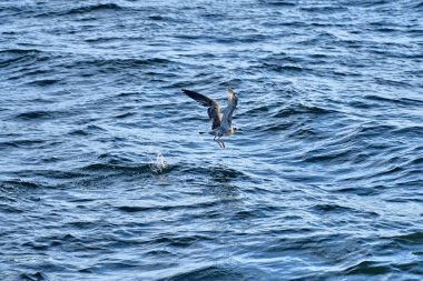 Martı, Doğu Kazakistan'ın İrtiş nehri üzerindeki Bukhtarma hidroelektrik santralinin barajının oluşturduğu Bukhtarma yapay rezervuarının dalgalarının üzerinde havada gezinir.