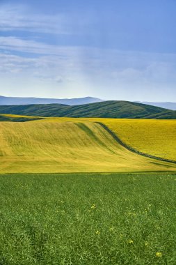 Irtysh nehri vadisinde Bukhtarma dağlarında fırtına önce olgun ayçiçeği alanında güzel panoramik hava yaz görünümü, doğu Kazakistan