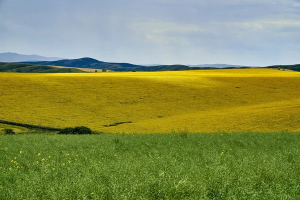 Krásný panoramatický letní výhled na pole zralých slunečnic před bouří na Bukhtarma horách v údolí řeky Irtysh, východní Kazachstán — Stock fotografie