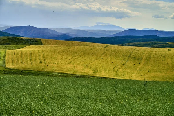 Beautiful panoramic aerial summer view at field of ripe sunflowers before the storm on the Bukhtarma mountains in the valley of the river Irtysh, eastern Kazakhstan — Stock Photo, Image