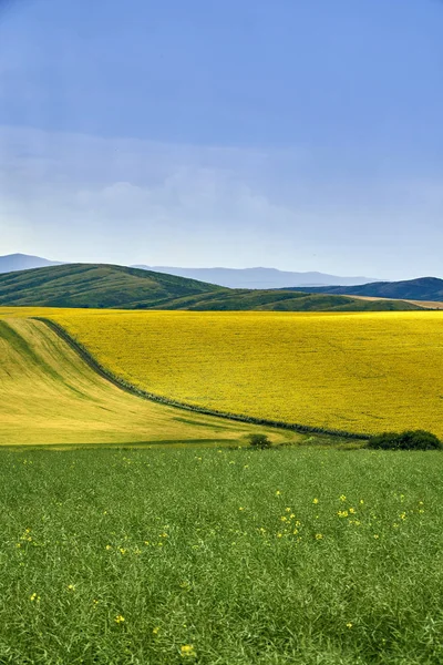 Bela vista panorâmica aérea de verão no campo de girassóis maduros antes da tempestade nas montanhas de Bukhtarma no vale do rio Irtysh, Cazaquistão oriental — Fotografia de Stock