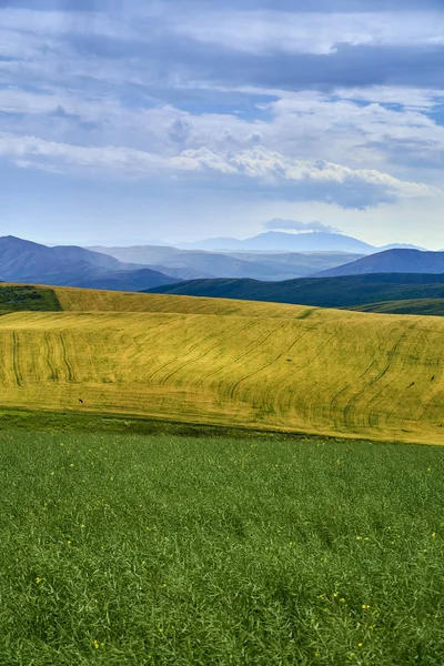 Beautiful panoramic aerial summer view at field of ripe sunflowers before the storm on the Bukhtarma mountains in the valley of the river Irtysh, eastern Kazakhstan — Stock Photo, Image