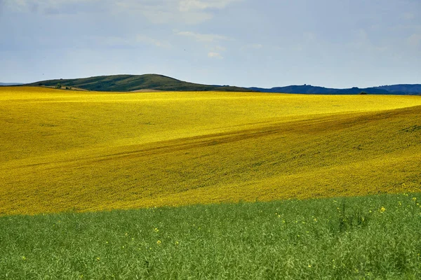 Beautiful panoramic aerial summer view at field of ripe sunflowers before the storm on the Bukhtarma mountains in the valley of the river Irtysh, eastern Kazakhstan — Stock Photo, Image