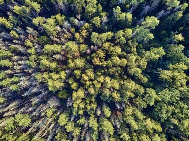 Bialowieza Ormanı'na güzel panoramik hava drone görünümü - bir zamanlar Avrupa Ovası boyunca uzanan büyük ilkel ormanın son ve en büyük kalan parçalarından biri