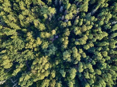 Bialowieza Ormanı'na güzel panoramik hava drone görünümü - bir zamanlar Avrupa Ovası boyunca uzanan büyük ilkel ormanın son ve en büyük kalan parçalarından biri