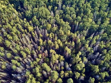 Bialowieza Ormanı'na güzel panoramik hava drone görünümü - bir zamanlar Avrupa Ovası boyunca uzanan büyük ilkel ormanın son ve en büyük kalan parçalarından biri