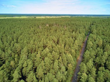 Bialowieza Ormanı'na güzel panoramik hava drone görünümü - bir zamanlar Avrupa Ovası boyunca uzanan büyük ilkel ormanın son ve en büyük kalan parçalarından biri