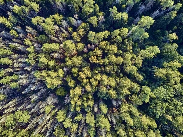 Krásný panoramatický vzdušný výhled na Bialowieza Forest-jeden z posledních a největších zbývajících částí obrovité prvotní lesa, který se kdysi táhl napříč Evropskou nížinu — Stock fotografie