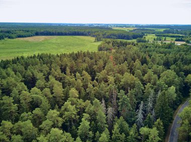 Bialowieza Ormanı'na güzel panoramik hava drone görünümü - bir zamanlar Avrupa Ovası boyunca uzanan büyük ilkel ormanın son ve en büyük kalan parçalarından biri