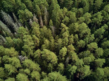 Bialowieza Ormanı'na güzel panoramik hava drone görünümü - bir zamanlar Avrupa Ovası boyunca uzanan büyük ilkel ormanın son ve en büyük kalan parçalarından biri