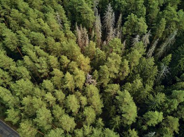 Bialowieza Ormanı'na güzel panoramik hava drone görünümü - bir zamanlar Avrupa Ovası boyunca uzanan büyük ilkel ormanın son ve en büyük kalan parçalarından biri