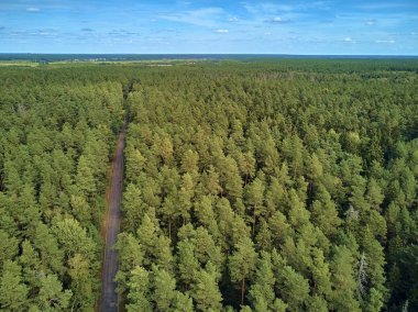 Bialowieza Ormanı'na güzel panoramik hava drone görünümü - bir zamanlar Avrupa Ovası boyunca uzanan büyük ilkel ormanın son ve en büyük kalan parçalarından biri