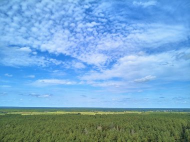 Bialowieza Ormanı'na güzel panoramik hava drone görünümü - bir zamanlar Avrupa Ovası boyunca uzanan büyük ilkel ormanın son ve en büyük kalan parçalarından biri