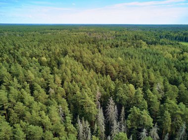 Bialowieza Ormanı'na güzel panoramik hava drone görünümü - bir zamanlar Avrupa Ovası boyunca uzanan büyük ilkel ormanın son ve en büyük kalan parçalarından biri