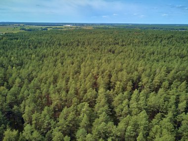 Bialowieza Ormanı'na güzel panoramik hava drone görünümü - bir zamanlar Avrupa Ovası boyunca uzanan büyük ilkel ormanın son ve en büyük kalan parçalarından biri