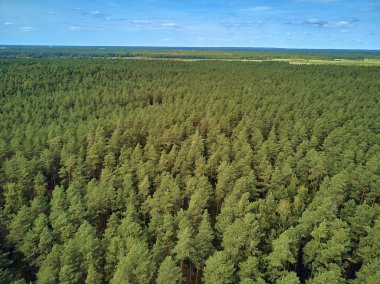 Bialowieza Ormanı'na güzel panoramik hava drone görünümü - bir zamanlar Avrupa Ovası boyunca uzanan büyük ilkel ormanın son ve en büyük kalan parçalarından biri