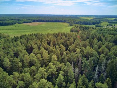 Bialowieza Ormanı'na güzel panoramik hava drone görünümü - bir zamanlar Avrupa Ovası boyunca uzanan büyük ilkel ormanın son ve en büyük kalan parçalarından biri