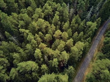 Bialowieza Ormanı'na güzel panoramik hava drone görünümü - bir zamanlar Avrupa Ovası boyunca uzanan büyük ilkel ormanın son ve en büyük kalan parçalarından biri