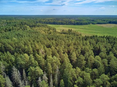 Bialowieza Ormanı'na güzel panoramik hava drone görünümü - bir zamanlar Avrupa Ovası boyunca uzanan büyük ilkel ormanın son ve en büyük kalan parçalarından biri