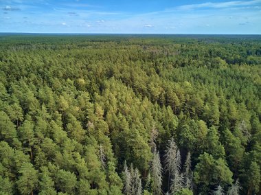 Bialowieza Ormanı'na güzel panoramik hava drone görünümü - bir zamanlar Avrupa Ovası boyunca uzanan büyük ilkel ormanın son ve en büyük kalan parçalarından biri