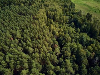 Bialowieza Ormanı'na güzel panoramik hava drone görünümü - bir zamanlar Avrupa Ovası boyunca uzanan büyük ilkel ormanın son ve en büyük kalan parçalarından biri