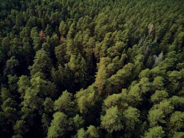 Bialowieza Ormanı'na güzel panoramik hava drone görünümü - bir zamanlar Avrupa Ovası boyunca uzanan büyük ilkel ormanın son ve en büyük kalan parçalarından biri