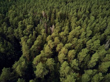 Bialowieza Ormanı'na güzel panoramik hava drone görünümü - bir zamanlar Avrupa Ovası boyunca uzanan büyük ilkel ormanın son ve en büyük kalan parçalarından biri