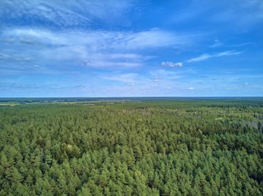 Bialowieza Ormanı'na güzel panoramik hava drone görünümü - bir zamanlar Avrupa Ovası boyunca uzanan büyük ilkel ormanın son ve en büyük kalan parçalarından biri