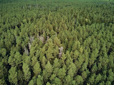 Bialowieza Ormanı'na güzel panoramik hava drone görünümü - bir zamanlar Avrupa Ovası boyunca uzanan büyük ilkel ormanın son ve en büyük kalan parçalarından biri