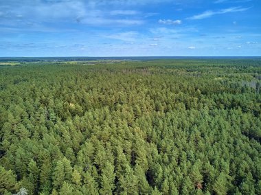 Bialowieza Ormanı'na güzel panoramik hava drone görünümü - bir zamanlar Avrupa Ovası boyunca uzanan büyük ilkel ormanın son ve en büyük kalan parçalarından biri