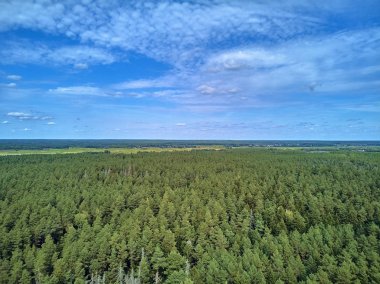 Bialowieza Ormanı'na güzel panoramik hava drone görünümü - bir zamanlar Avrupa Ovası boyunca uzanan büyük ilkel ormanın son ve en büyük kalan parçalarından biri