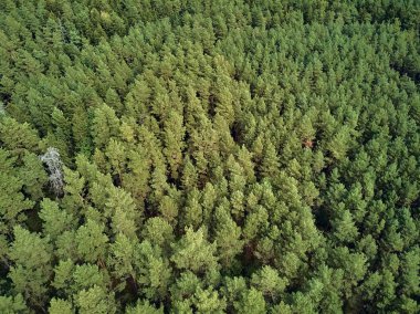 Bialowieza Ormanı'na güzel panoramik hava drone görünümü - bir zamanlar Avrupa Ovası boyunca uzanan büyük ilkel ormanın son ve en büyük kalan parçalarından biri