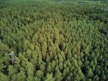 Bialowieza Ormanı'na güzel panoramik hava drone görünümü - bir zamanlar Avrupa Ovası boyunca uzanan büyük ilkel ormanın son ve en büyük kalan parçalarından biri
