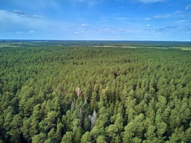 Bialowieza Ormanı'na güzel panoramik hava drone görünümü - bir zamanlar Avrupa Ovası boyunca uzanan büyük ilkel ormanın son ve en büyük kalan parçalarından biri