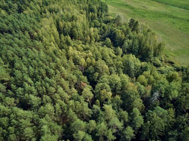 Bialowieza Ormanı'na güzel panoramik hava drone görünümü - bir zamanlar Avrupa Ovası boyunca uzanan büyük ilkel ormanın son ve en büyük kalan parçalarından biri