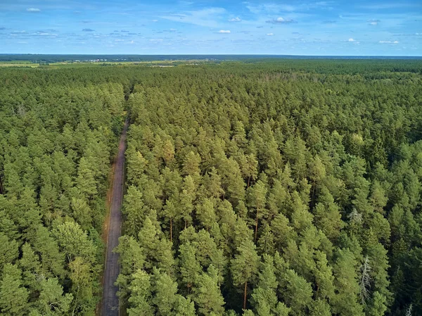 Bialowieza Ormanı'na güzel panoramik hava drone görünümü - bir zamanlar Avrupa Ovası boyunca uzanan büyük ilkel ormanın son ve en büyük kalan parçalarından biri