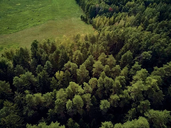Hermosa vista panorámica del dron aéreo al bosque de Bialowieza, una de las últimas y más grandes partes restantes del inmenso bosque primitivo que una vez se extendió a través de la llanura europea. —  Fotos de Stock