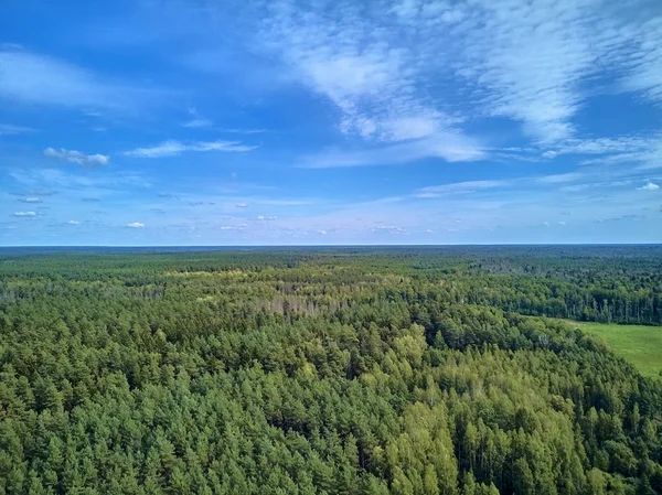 Bialowieza Ormanı'na güzel panoramik hava drone görünümü - bir zamanlar Avrupa Ovası boyunca uzanan büyük ilkel ormanın son ve en büyük kalan parçalarından biri