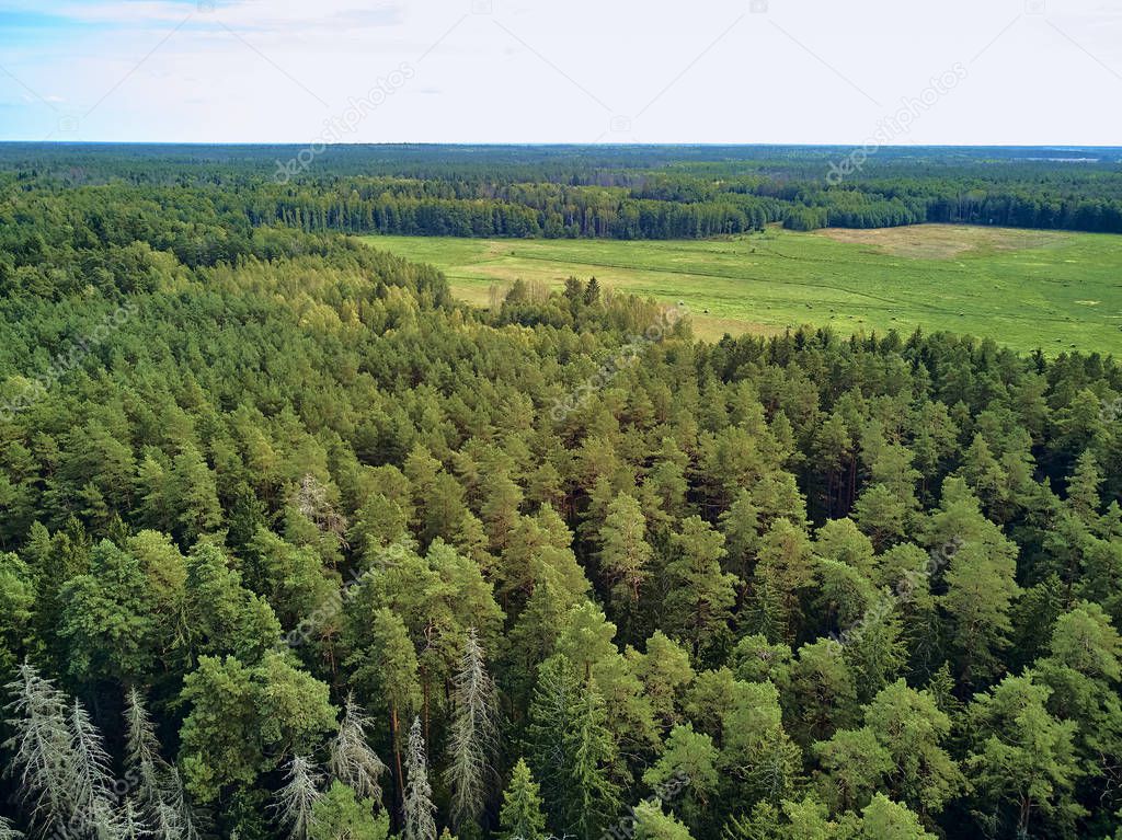 Beautiful panoramic aerial drone view to Bialowieza Forest - one of the last and largest remaining parts of the immense primeval forest that once stretched across the European Plain