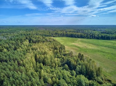 Bialowieza Ormanı'na güzel panoramik hava drone görünümü - bir zamanlar Avrupa Ovası boyunca uzanan büyük ilkel ormanın son ve en büyük kalan parçalarından biri