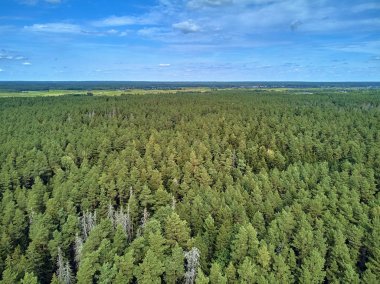 Bialowieza Ormanı'na güzel panoramik hava drone görünümü - bir zamanlar Avrupa Ovası boyunca uzanan büyük ilkel ormanın son ve en büyük kalan parçalarından biri