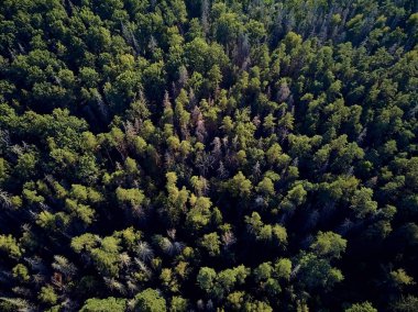 Bialowieza Ormanı'na güzel panoramik hava drone görünümü - bir zamanlar Avrupa Ovası boyunca uzanan büyük ilkel ormanın son ve en büyük kalan parçalarından biri